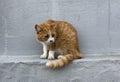 Cat in Setouchi Triennale Royalty Free Stock Photo